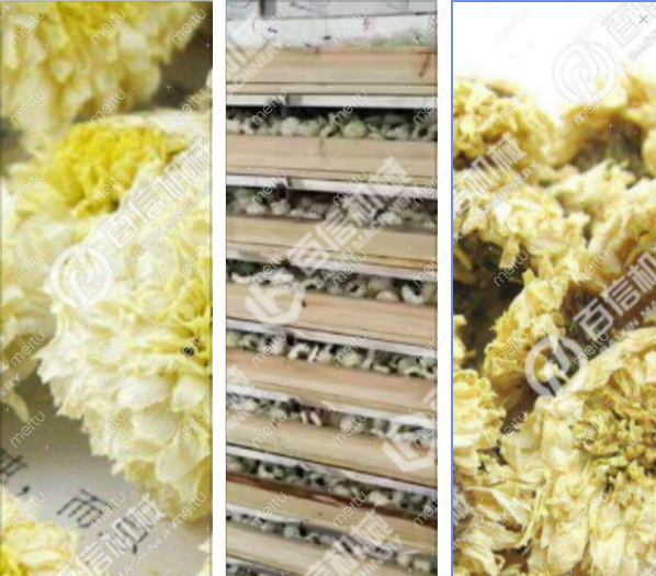 贡菊烘干前后对比图