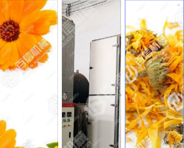 金盏菊烘干机