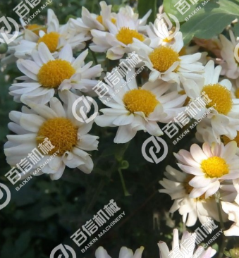 白菊花烘干机