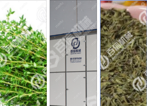 百里香烘干机