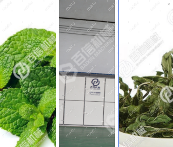 薄荷叶烘干机