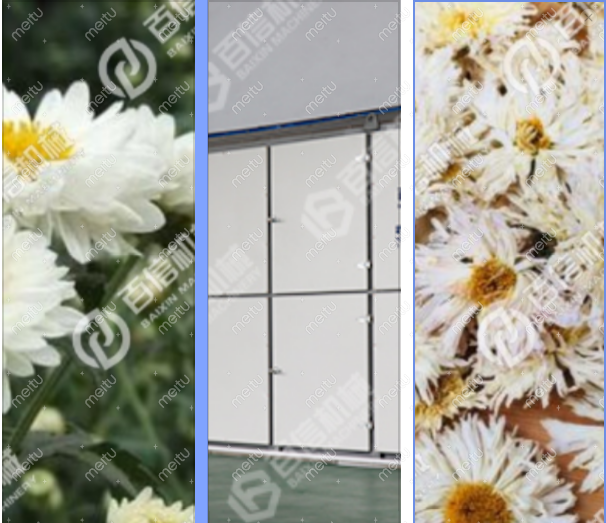 菊花烘干房