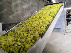 金花葵烘干机现场
