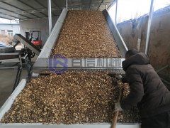 苦参烘干现场