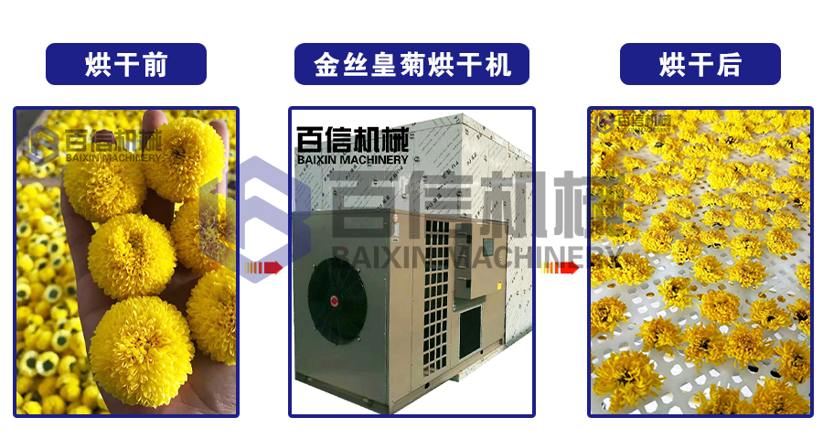 金丝皇菊烘干机烘干前后对比